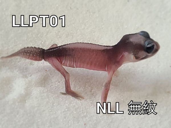 圖片 NLL- 無紋 LLPT01 售出
