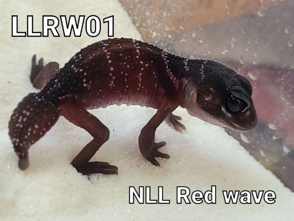 圖片 Nll-red wave LLRW01