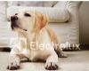 圖片 【ELECTROLUX 伊萊克斯】超級完美管家HEPA進化版 晴空藍 ZB3311