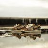 圖片 NICEDAY 現貨 Air Jordan 1 Low OG Voodoo 巫毒 DZ7292-200