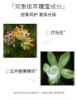 圖片 紐西之謎溫泉精萃氨基酸潔面乳