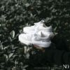 圖片 NICEDAY 現貨 Nike Air Jordan 1 Low LV8D 灰白 白灰 厚底 男女 DH7004 100